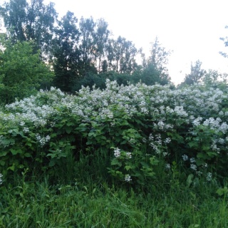 Объявление Дом, 47м2, 1 эт, 8 сот.